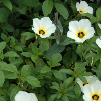 Turnera subulata - White Alder aka White Buttercup