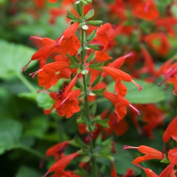 Salvia coccinea - Sage Salvia - Tropical