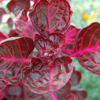 Iresine herbstii - Blood Leaf