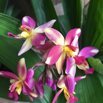 Spathoglottis plicata - Orchid - Ground