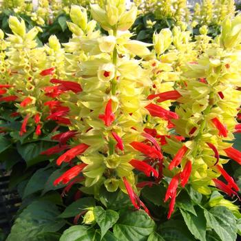 Salvia splendens - Sage Salvia - Splendens Assorted Colors
