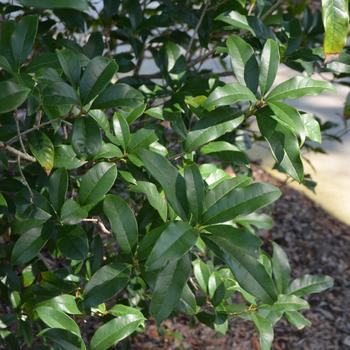 Osmanthus fragrans - Fragrant Tea Olive