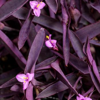 Tradescantia pallida - Purple Queen