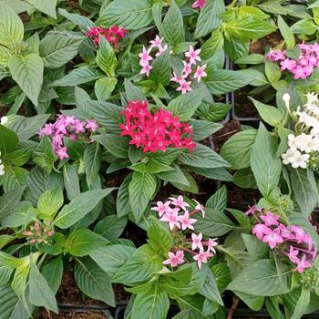 Pentas lanceolata - Penta aka Egyptian Starflower