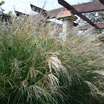 Miscanthus sinensis 'Adagio' - Dwarf Maiden Grass