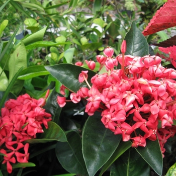 Ixora coccinea - Ixora - Multiple Varieties