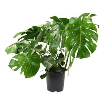 Monstera deliciosa - Monstera - Swiss Cheese Plant