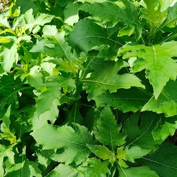 Verbesina virginica - Frostweed