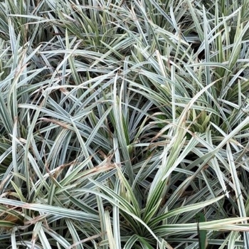 Ophiopogon intermedius 'Argenteomarginatus' - Aztec Grass