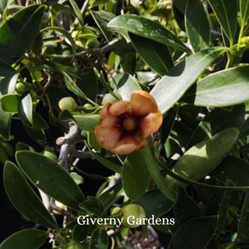Clusia lanceolata - Clusia - Red-Heart Porcelain Flower