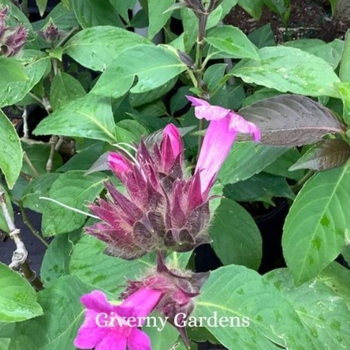 Ruellia macrantha - Brazilian Rose