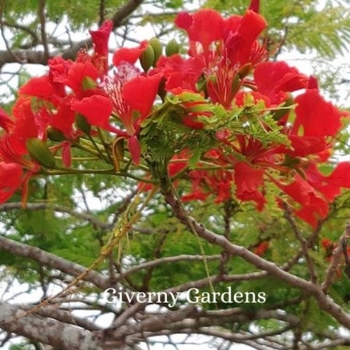 Delonix regia - Poinciana -Royal