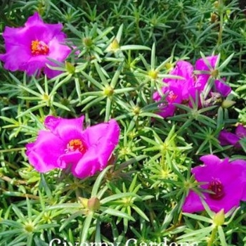 Portulaca oleracea - Purslane and Portulaca - Multiple Varieties