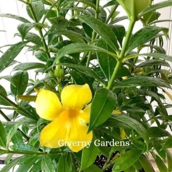 Allamanda cathartica Hendersonii Dwarf - Allamanda 'Dwarf'