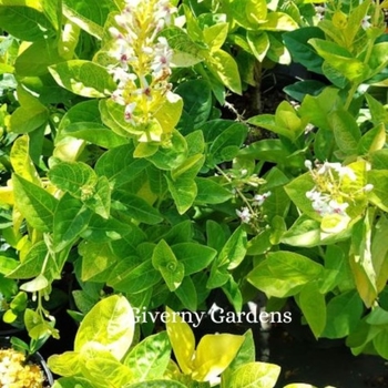 Pseuderanthemum atropurpureum Golden - Pseuderanthemum - Golden