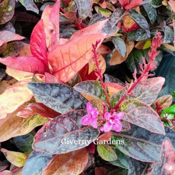 Pseuderanthemum atropurpureum 'Bronze Thai' - Pseuderanthemum - Bronze Thai