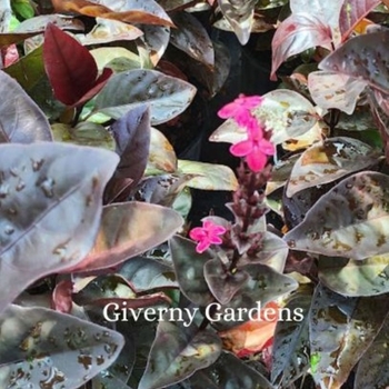 Pseuderanthemum atropurpureum 'Black Varnish' - Pseuderanthemum - Black Varnish