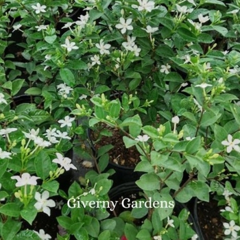 Wrightia antidysenterica - Asian Snow aka Snowflake