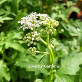 Verbesina virginica - Frostweed