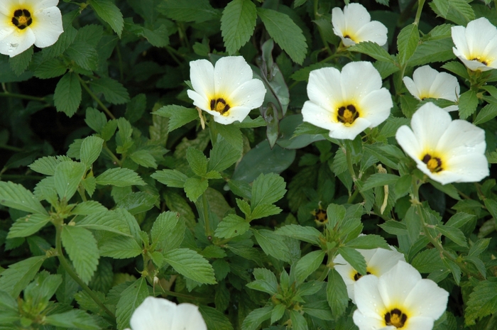 White Alder aka White Buttercup - Turnera subulata from Giverny Gardens