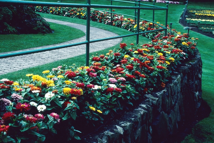 Zinnia - Zinnia elegans from Giverny Gardens