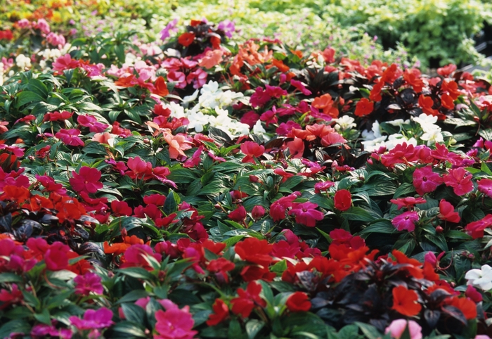Impatiens - New Guinea and Sunpatiens - Impatiens hawkeri from Giverny Gardens