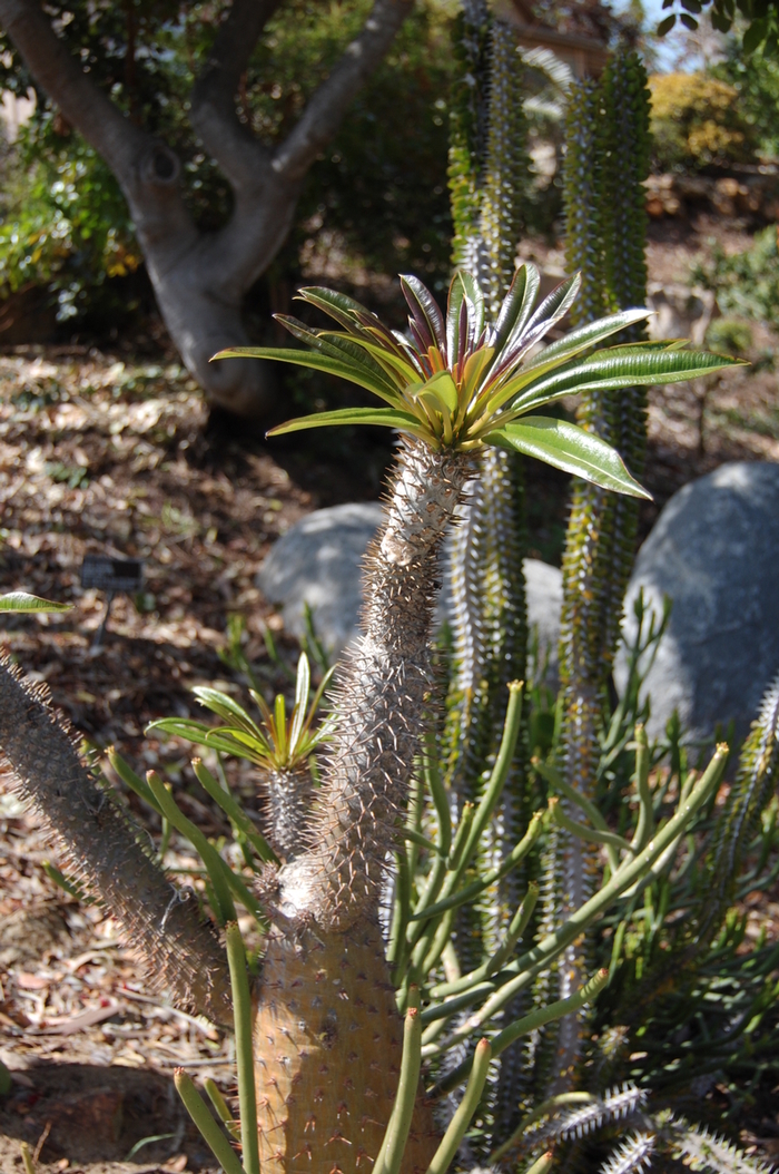 Palm - Madagascar - Pachypodium lamerei and geayi from Giverny Gardens