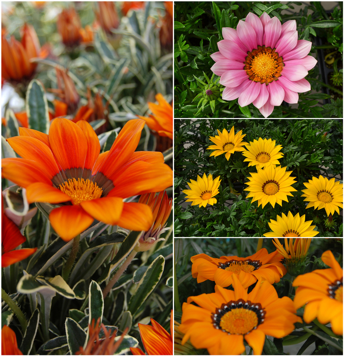 Gazania - Gazania x krebsiana from Giverny Gardens
