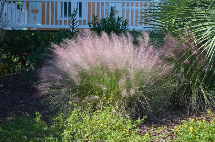 Muhly Grass - Pink - Muhlenbergia capillaris from Giverny Gardens