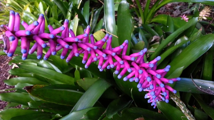 Bromeliad - Matchstick - Aechmea gamosepala from Giverny Gardens