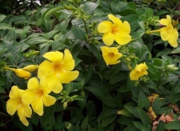 Allamanda 'Golden Butterfly' - Allamanda cathartica 'Golden Butterfly' from Giverny Gardens