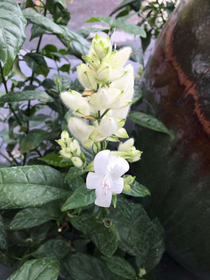 White Candles - Whitfieldia elongata from Giverny Gardens
