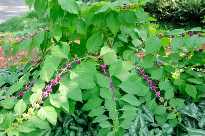 Beautyberry - Callicarpa americana from Giverny Gardens