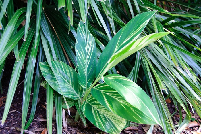 Ginger - Variegated Shell - Alpinia zerumbet from Giverny Gardens
