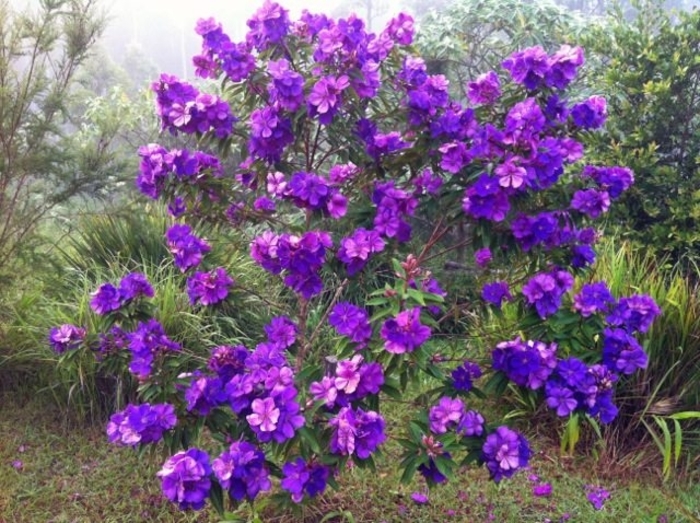 Tibouchina - Dwarf - Tibouchina lepidota from Giverny Gardens