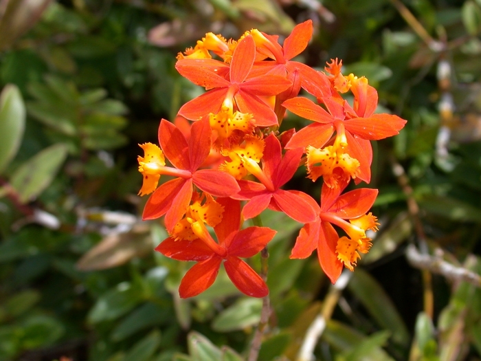Orchid - Reed Stem - Epidendrum radicans from Giverny Gardens
