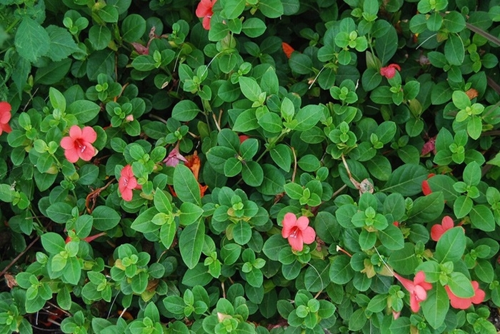 Barleria - Coral and Pink Creeper - Barleria repens from Giverny Gardens