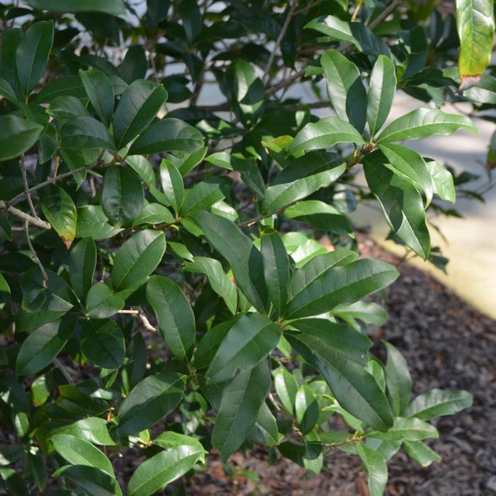 Fragrant Tea Olive - Osmanthus fragrans from Giverny Gardens