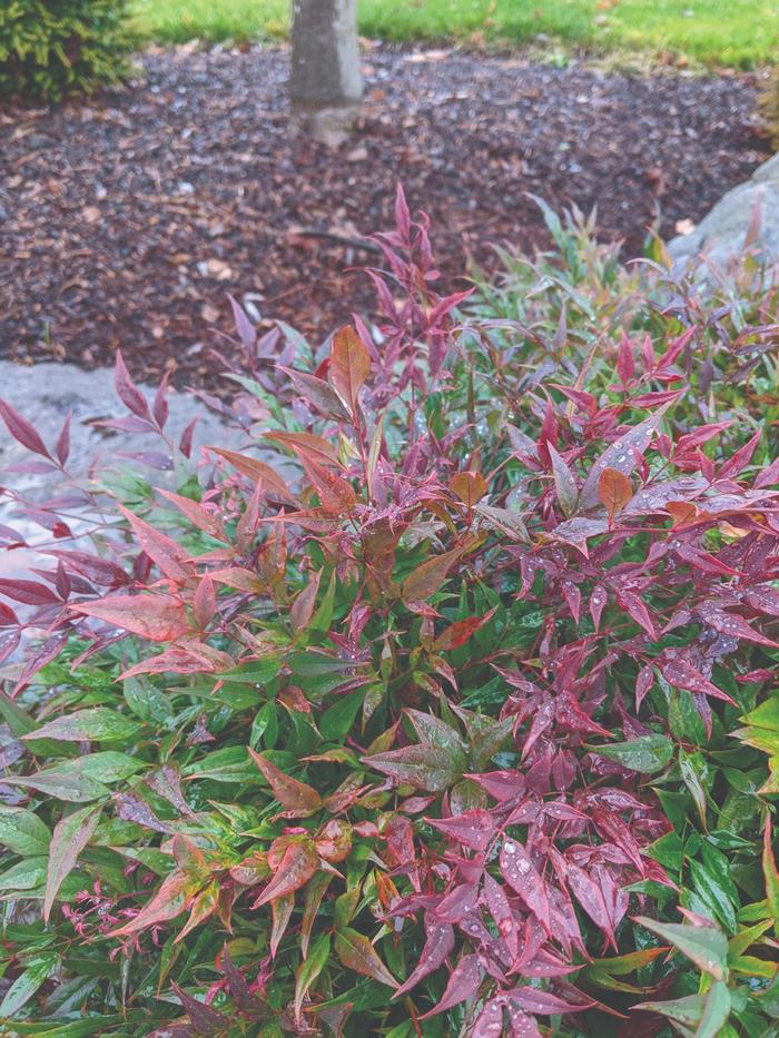 Bamboo - Heavenly 'Tuscan Flame' - Nandina domestica 'Monfar' from Giverny Gardens