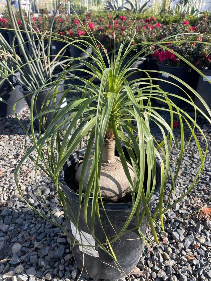 Palm - Pony Tail - Beaucarnea recurvata from Giverny Gardens