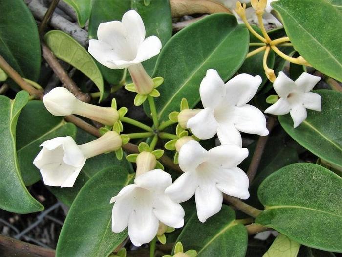 Bridal Bouquet - aka Madagascar Jasmine - Stephanotis floribunda from Giverny Gardens