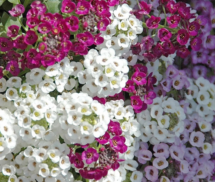 Alyssum - Assorted Varieties - Lobularia maritima from Giverny Gardens