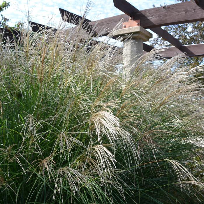 Dwarf Maiden Grass - Miscanthus sinensis 'Adagio' from Giverny Gardens