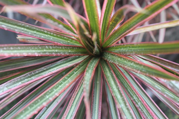 Dracaena - Assorted Varieties - Dracaena from Giverny Gardens