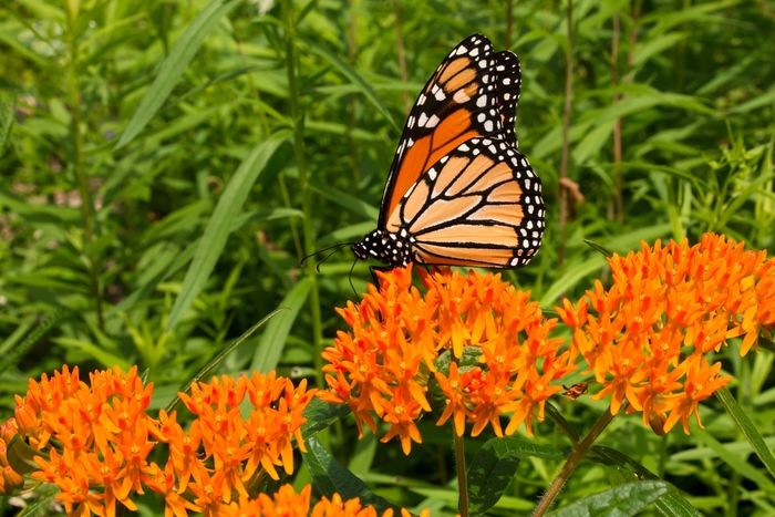 Milkweed - Whorled - Asclepias verticillata from Giverny Gardens