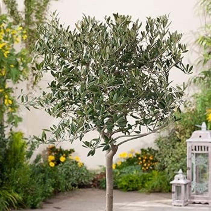 Olive - 'Arbequina' - Olea europaea from Giverny Gardens