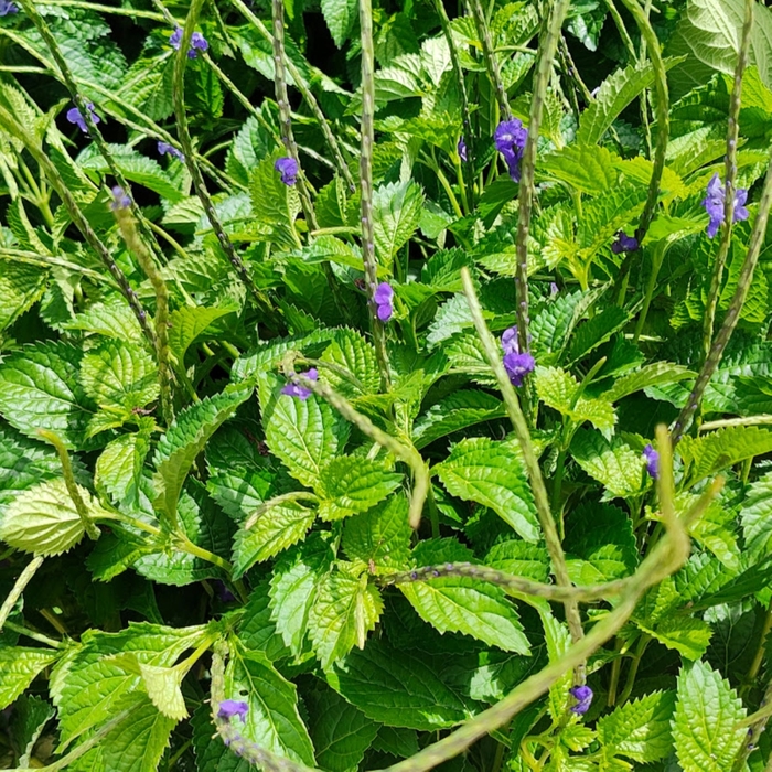 Porterweed - Dwarf Purple - Stachytarpheta urticifolia from Giverny Gardens