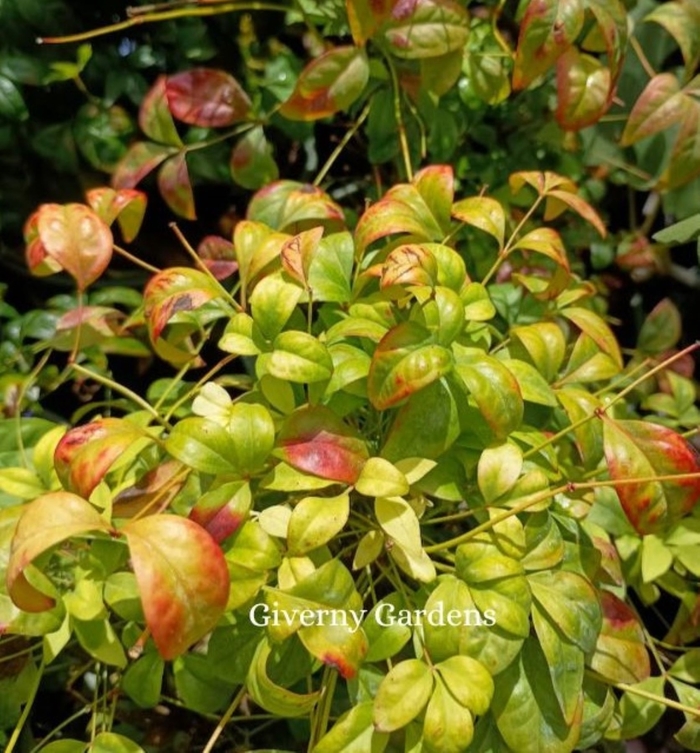 Bamboo - Heavenly 'Firepower' - Nandina domestica 'Firepower' from Giverny Gardens