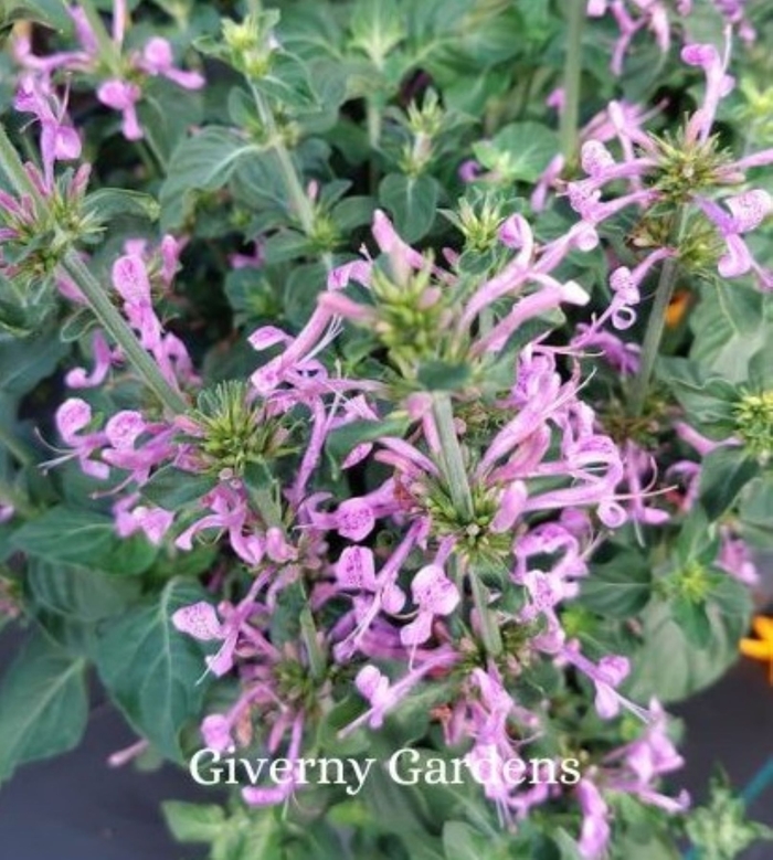 Barleria - Philippine Violet - Barleria cristata from Giverny Gardens