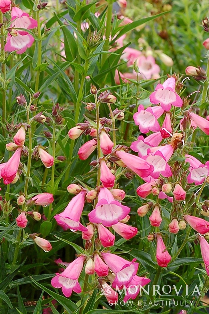 Beardtongue - Penstemon digitalis from Giverny Gardens